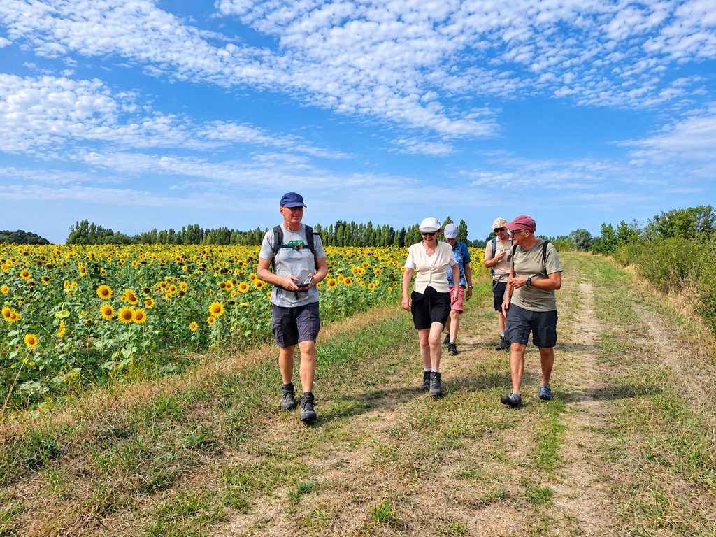 Groep wandelaars langs zonnebloemen : wandelweek Le Rêve de Poulaines